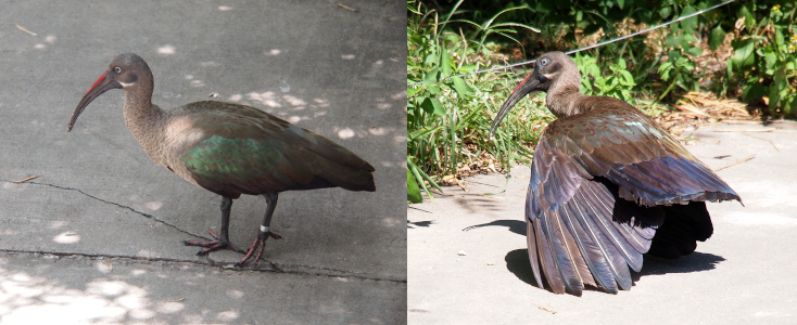 [Two photos spliced together. On the left the ibis walks to the left across a sidewalk. It has a grey bill, head, neck, and upper body. It has a patch of red on the top of its bill and a patch of white on its cheek. It has green feathers on its wings. On the right the bird stands on the sidewalk facing left with its wing and tail feathers extended cloaking its feet. The feathers have multiple colors in them and nearly have an irridescent lustre.]